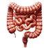 Colon