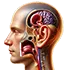 Otolaryngology Billing
